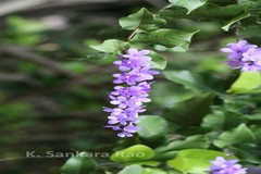 Petrea volubilis